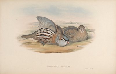 Ammoperdix bonhami by John Gould